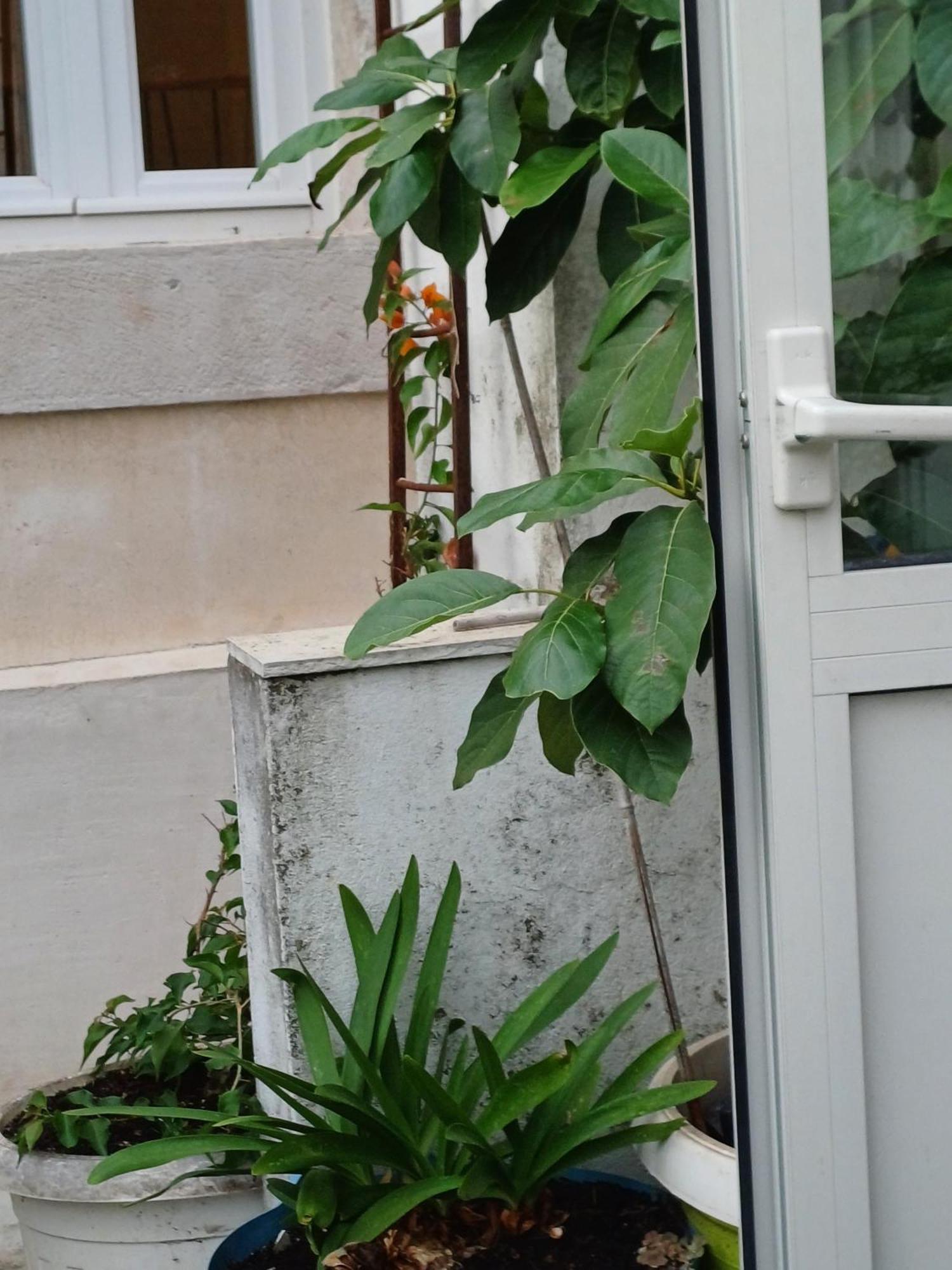 Guest House Jungher 코츌라 외부 사진